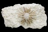 Cretaceous Fossil Urchin (Salenia) - Missour, Morocco #239999-2